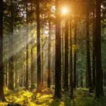 Wood stolen from Rietavas office
