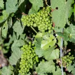 Forecast: Due to an extremely hot summer, wine production in France may be record low