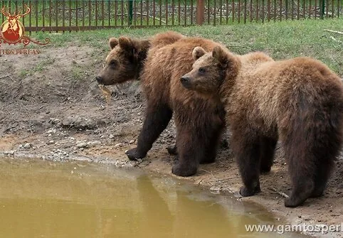 Meškos mini zoologijos sode