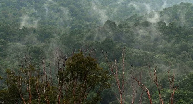 Frame from the film/Frame from the film “We Are the Forest's Fruits”
