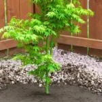 How to choose the most suitable tree for your garden?
