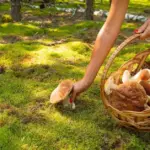Lost in the forest? An expert advises how to safely find your way home