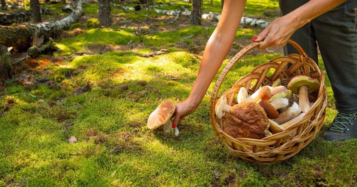Lost in the forest? An expert advises how to safely find your way home