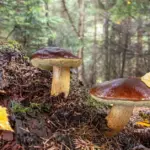 Mushrooms can grow in your yard too: the most important condition