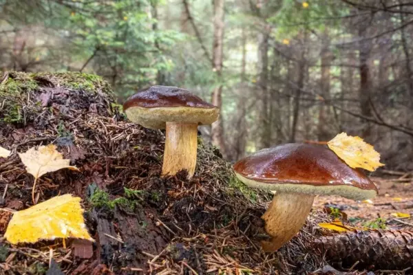 Mushrooms can grow in your yard too: the most important condition