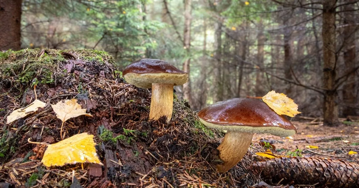 Mushrooms can grow in your yard too: the most important condition