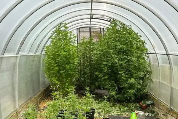 Cannabis plants found being cultivated in Vilnius district – about 80 plants discovered