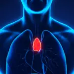 Research: this tiny organ has a much greater significance for human longevity than we thought