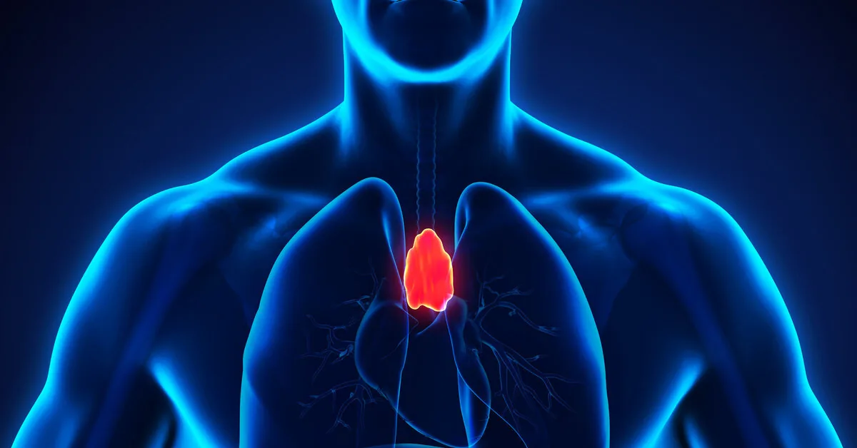 Research: this tiny organ has a much greater significance for human longevity than we thought