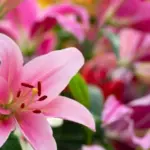 How many lilies need to be dug up for the winter? Gardeners need to know one thing