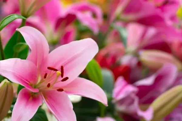 How many lilies need to be dug up for the winter? Gardeners need to know one thing