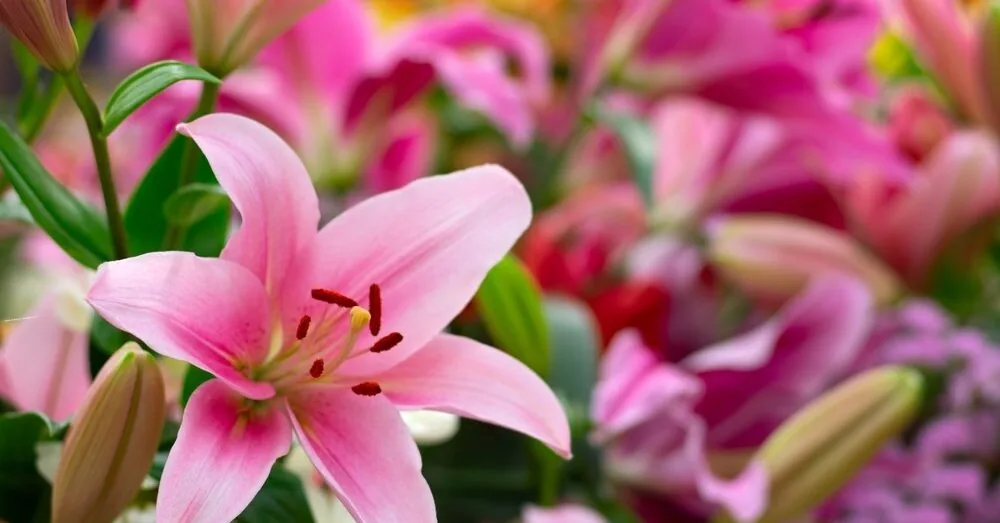 How many lilies need to be dug up for the winter? Gardeners need to know one thing