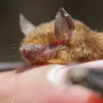 Even the slightest contact with a bat can end tragically: what you need to know?