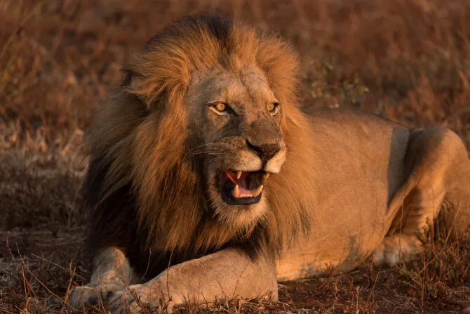 Shutterstock photo / Lion (illustrative photo)
