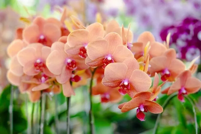 Shutterstock nuotr./Orchidėjos