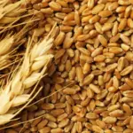 Latvia plans a 300% tariff on grain shipments from Russia and Belarus and their processing