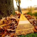 Gold underfoot: 5 best ways to use fallen leaves in the garden