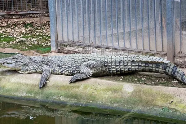 Australia shocked: terrible things done by teenagers who broke into the zoo