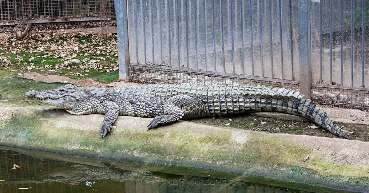Australia shocked: terrible things done by teenagers who broke into the zoo