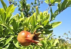 Pomegranate fruit