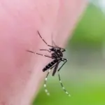 Disease-carrying mosquitoes are spreading in the United Kingdom: they can travel with luggage, imported plants