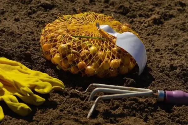 How and when to plant winter onions so they don't rot and grow large bulbs