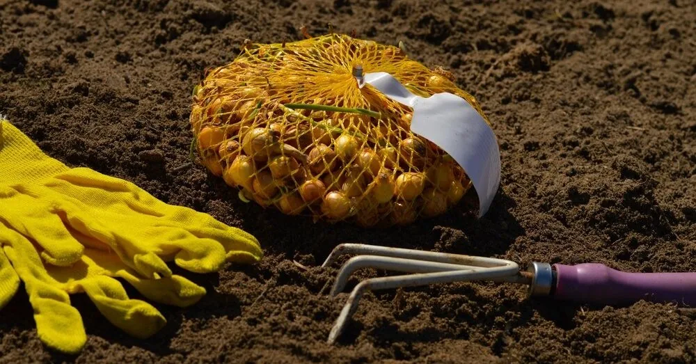 How and when to plant winter onions so they don't rot and grow large bulbs