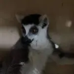 Racing car and chinchillas: what unusual cargo travels through Lithuanian airports