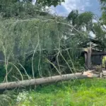 Where trees felled by storms end up: some for biofuel, some also in private yards