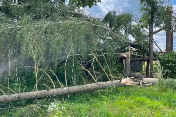 Where trees felled by storms end up: some for biofuel, some also in private yards
