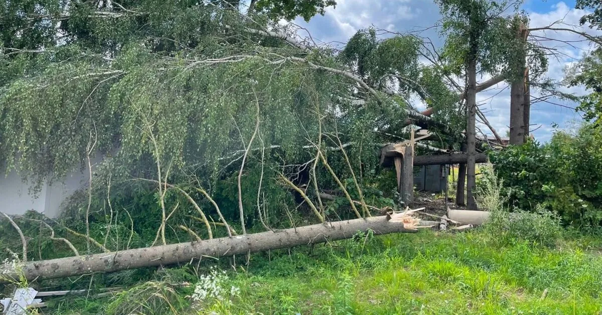 Where trees felled by storms end up: some for biofuel, some also in private yards
