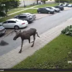 Did a deer or moose wander into the yard? Environmentalists warn against making this mistake