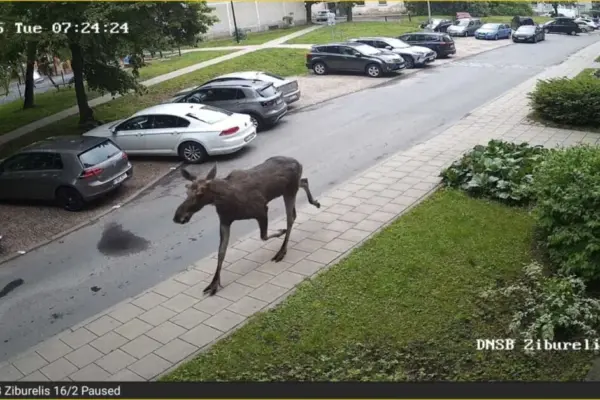 Did a deer or moose wander into the yard? Environmentalists warn against making this mistake