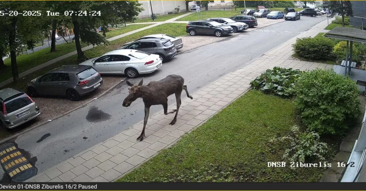 Did a deer or moose wander into the yard? Environmentalists warn against making this mistake