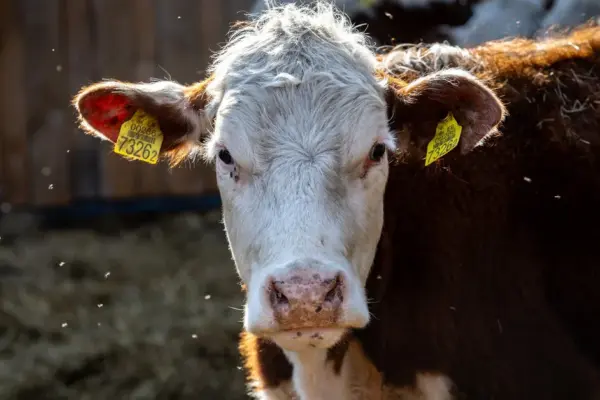 Fewer cows, but almost the same amount of milk: how Lithuania's dairy sector has changed