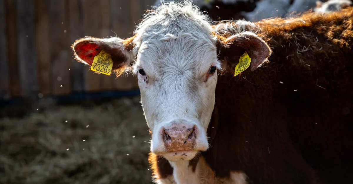 Fewer cows, but almost the same amount of milk: how Lithuania's dairy sector has changed