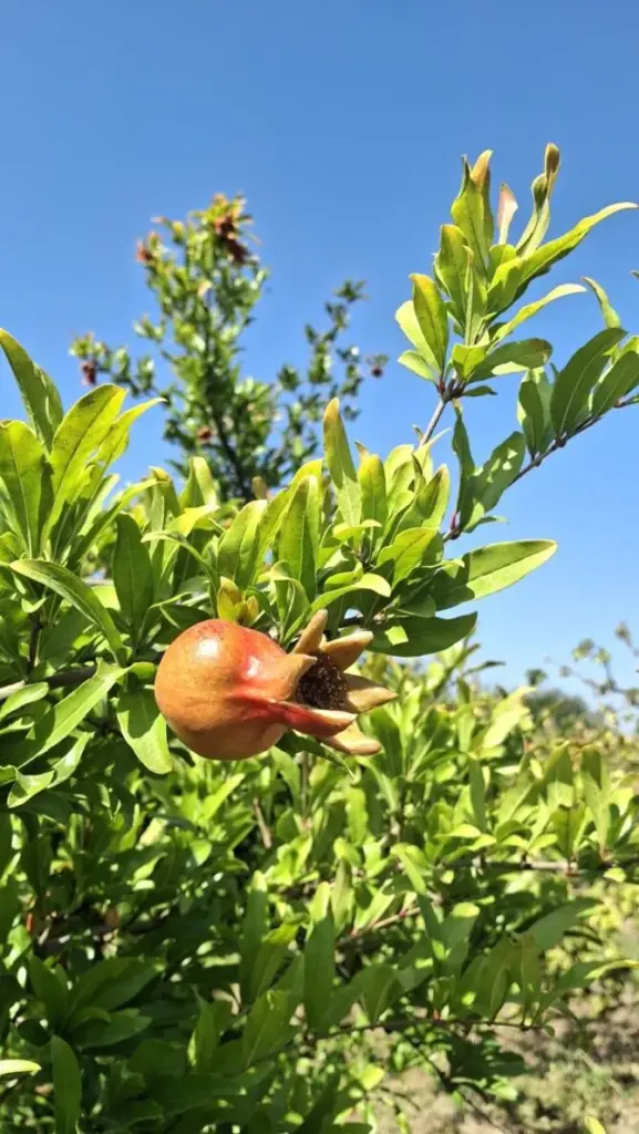 Personal archive photo / Pomegranate fruit