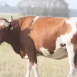 Dairy farms will soon receive advances of more than 30 million euros