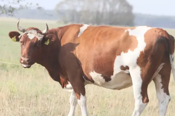 Dairy farms will soon receive advances of more than 30 million euros