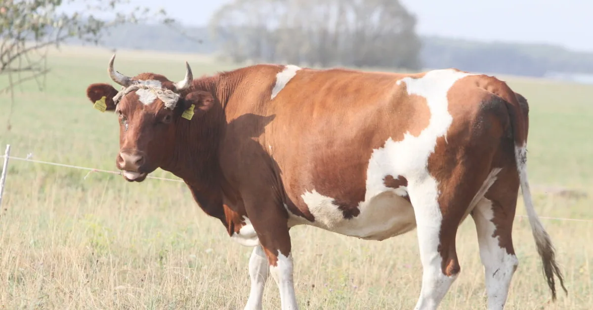 Dairy farms will soon receive advances of more than 30 million euros