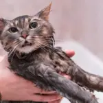 Is it really necessary to bathe a cat? Veterinarians have provided a clear answer
