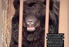 Meška „Gamtos perlo“ mini zoologijos sode