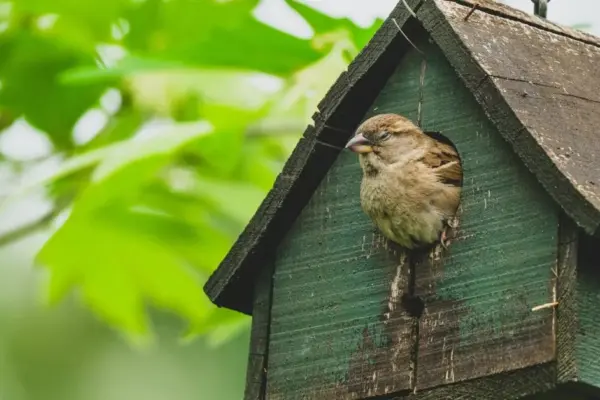 The most dangerous can be your home windows: experts warn about the threat invisible to birds