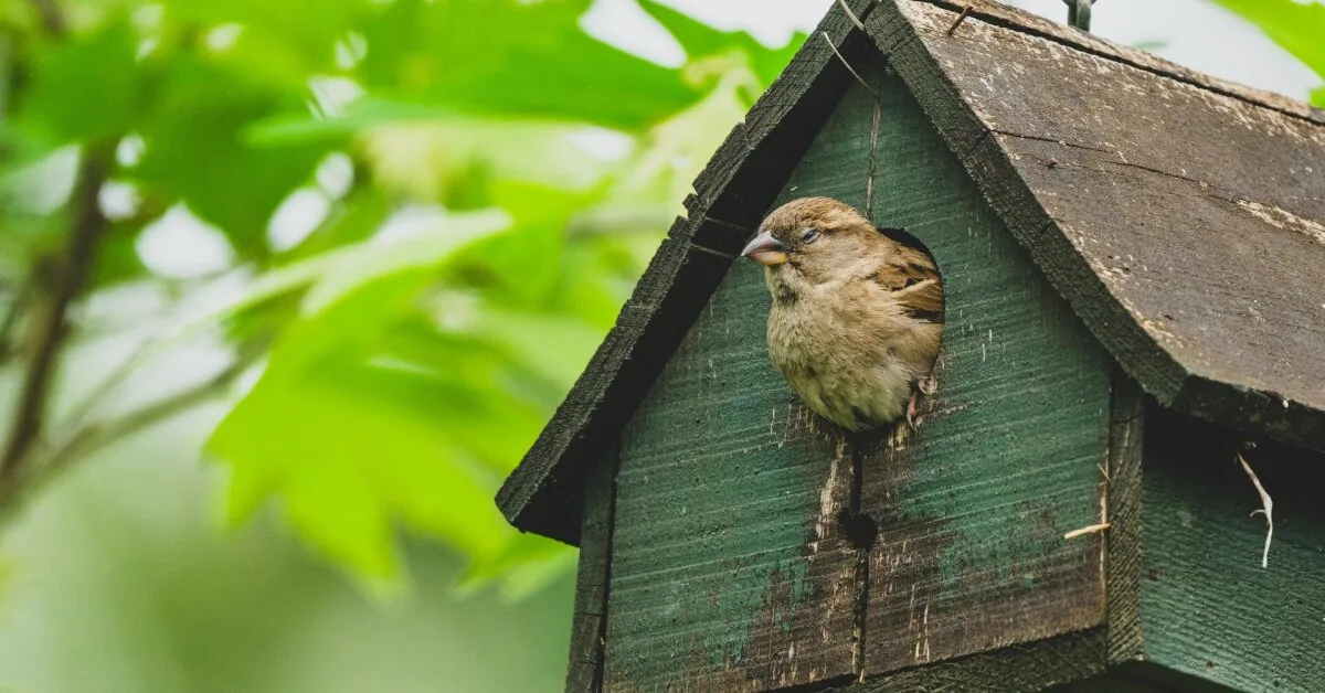 The most dangerous can be your home windows: experts warn about the threat invisible to birds