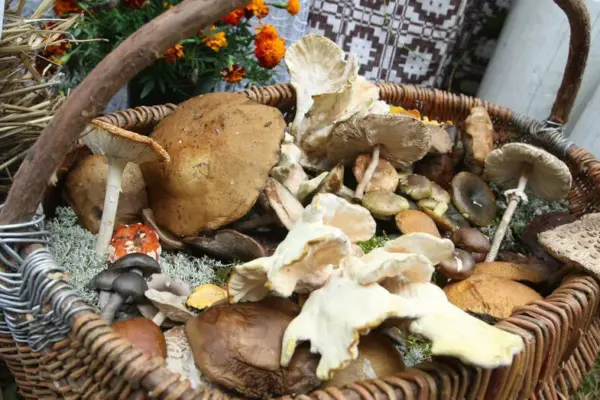 Traditional Mushroom Picking Championship Held in Varėna District