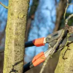 Gardener's mistake costing the harvest: specialists warn which plants should not be pruned in autumn
