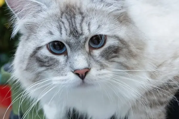 This weekend, the International Cat Show returns to "Vilnius Outlet": the event will amaze with the variety and diversity of participants' breeds