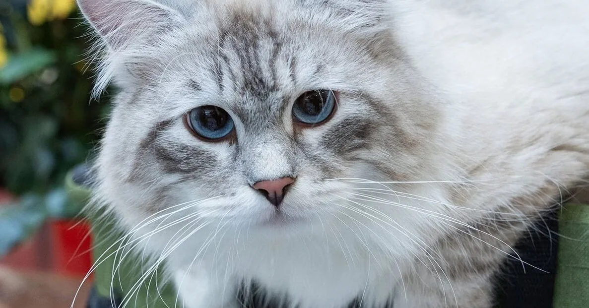 This weekend, the International Cat Show returns to "Vilnius Outlet": the event will amaze with the variety and diversity of participants' breeds