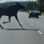 In Vilnius – an unexpected guest on the road: drivers surprised by a moose running out