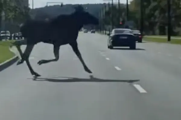 In Vilnius – an unexpected guest on the road: drivers surprised by a moose running out